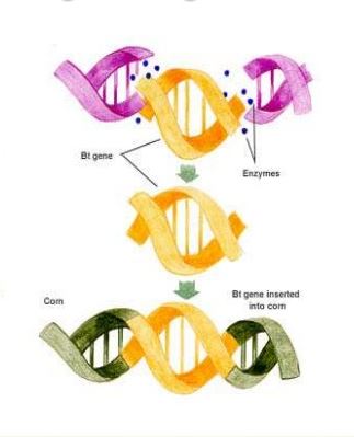 Gene splicing gene splicing ppt